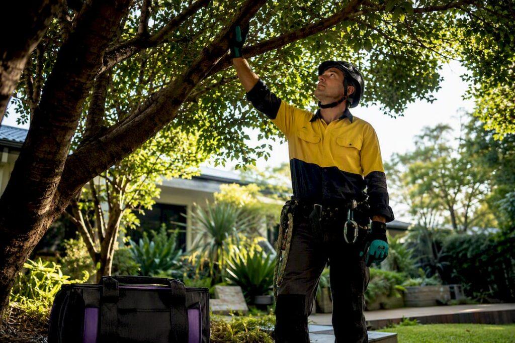 Australian arborist inspecting a suburban tree
